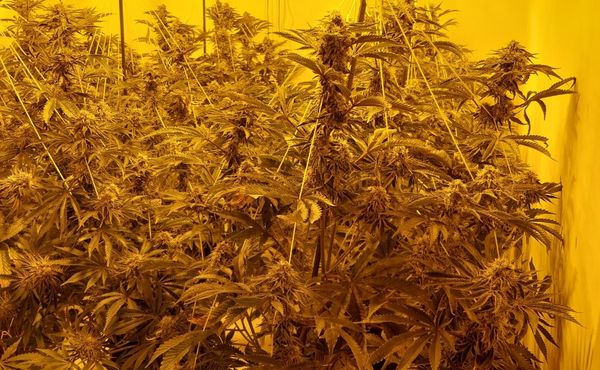 Officers from Guisborough’s Neighbourhood Policing Team (NPT) seized a cannabis farm