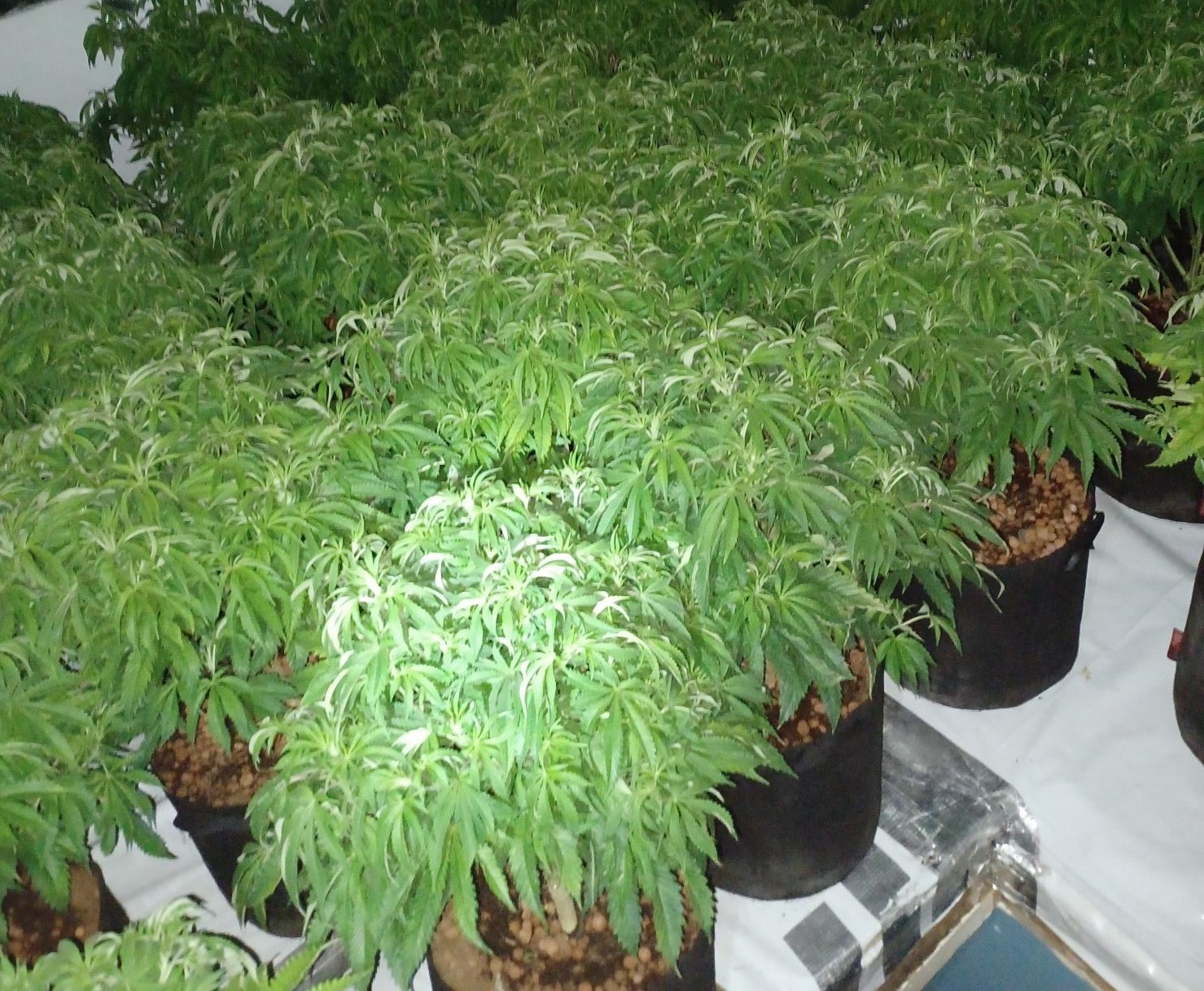 A cannabis farm, believed to be worth up to £36,000, has been recovered from a property in Middlesbrough