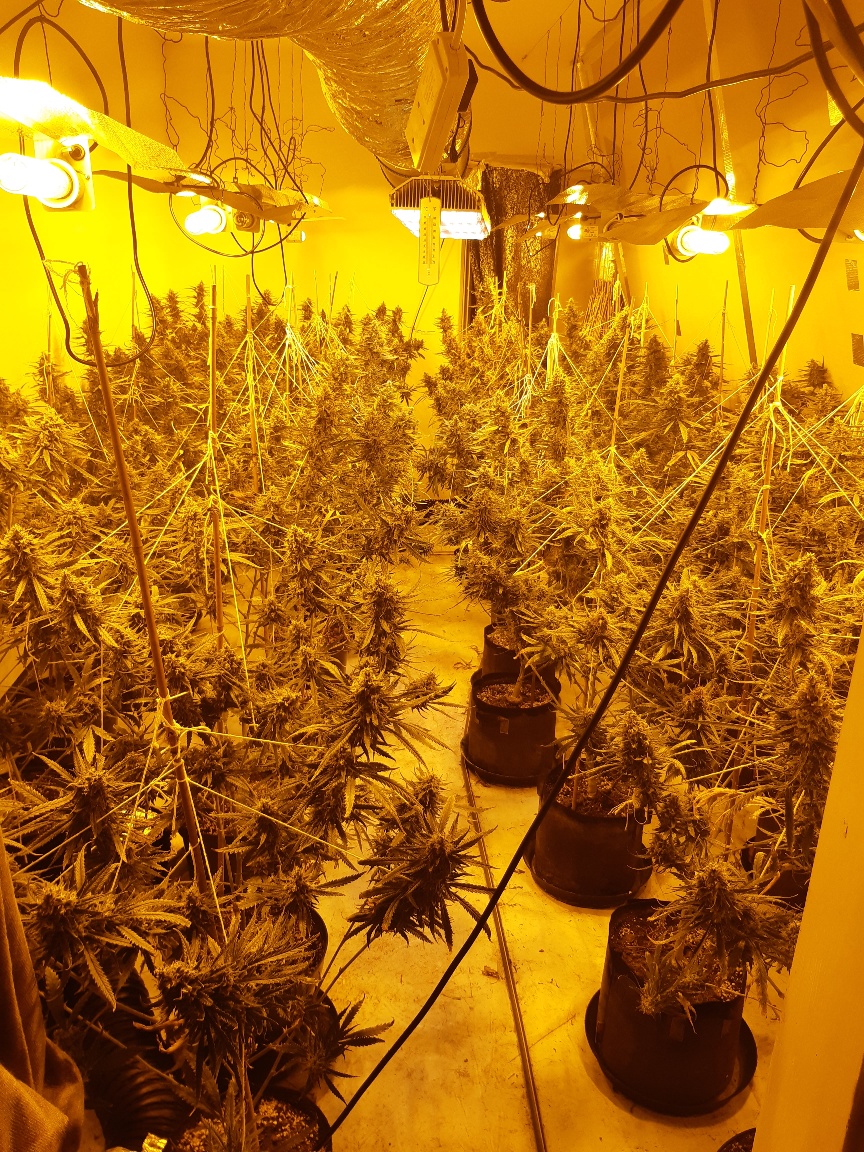 The Proactive Team discovered a substantial cannabis farm in Thornaby