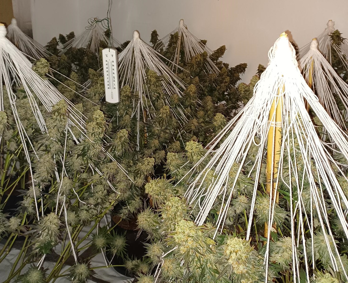 A cannabis farm believed to be worth up to £93,000 has been recovered by police