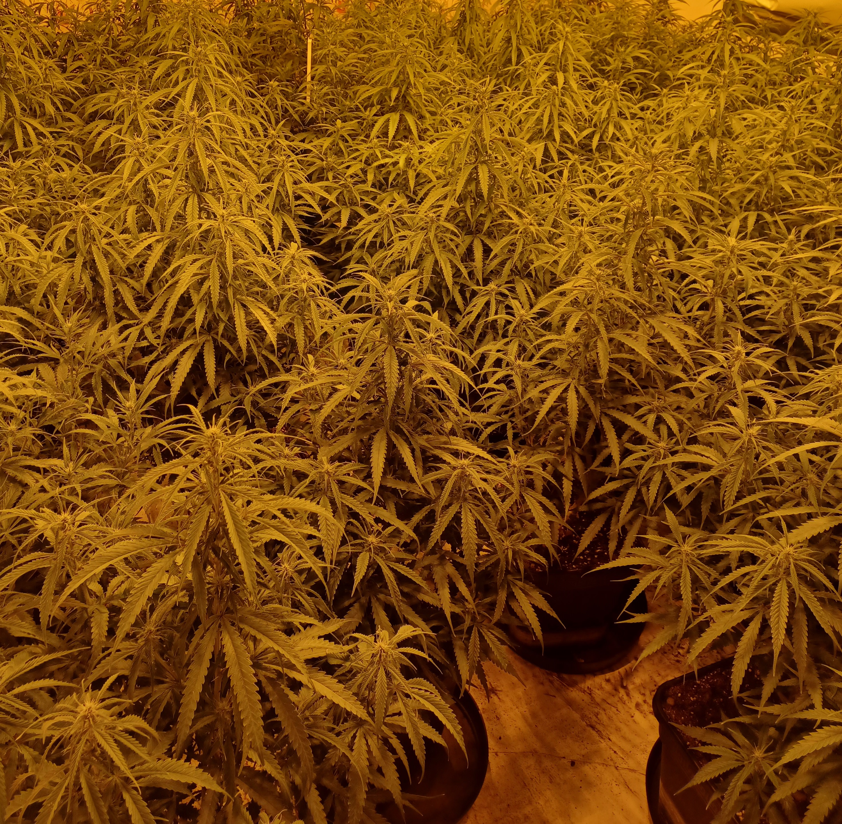 A cannabis farm, believed to be worth up to £48,000, has been recovered by officers in Middlesbrough