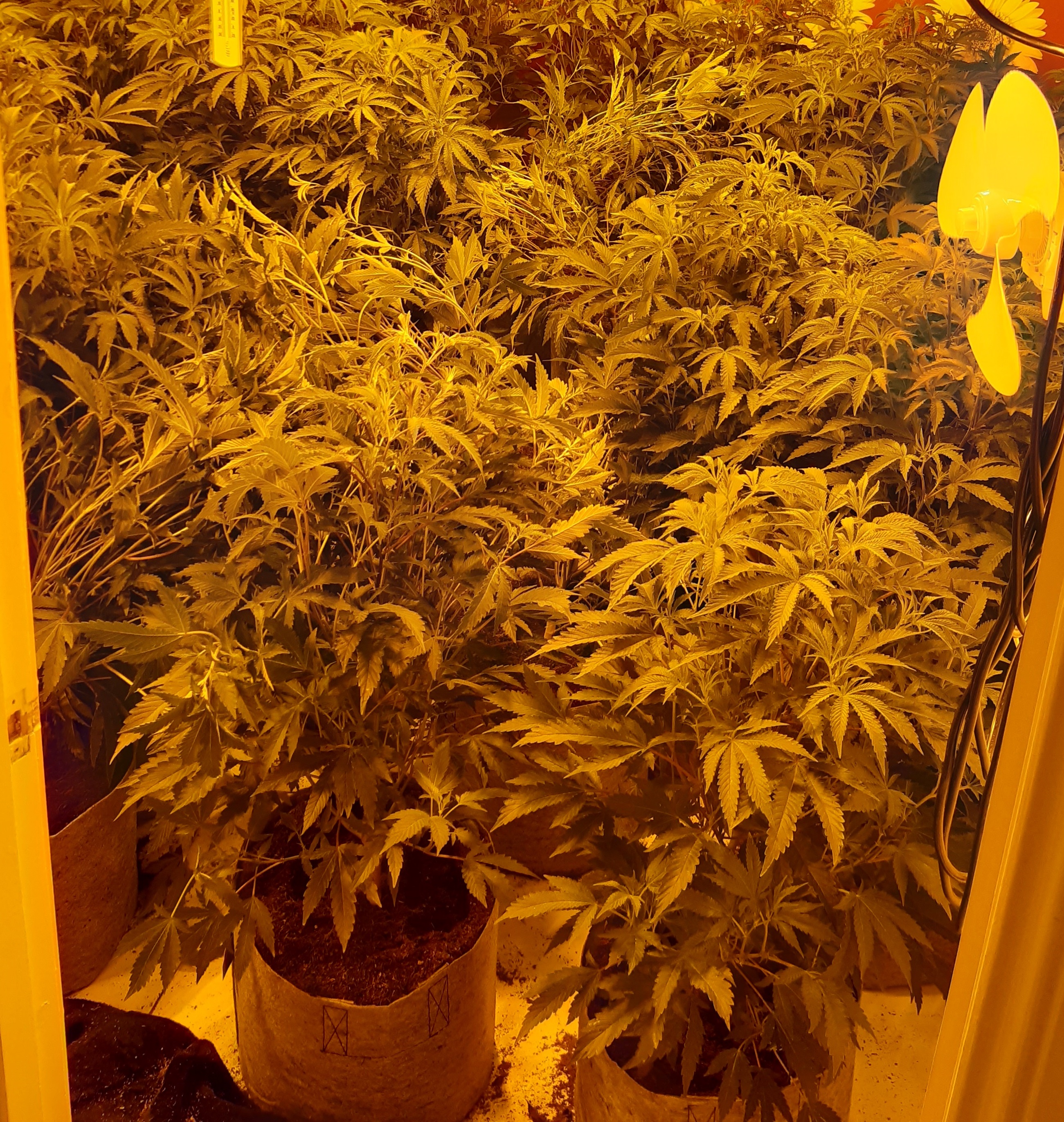 Officers discovered a cannabis farm