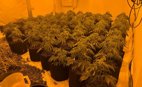 Acting on intelligence, officers from Middlesbrough Neighbourhood Policing Team (NPT) attended an address in Middlesbrough and located a cannabis farm