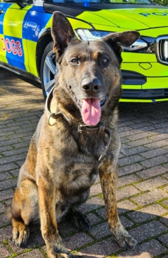 Police dog Moose helped to detain one man