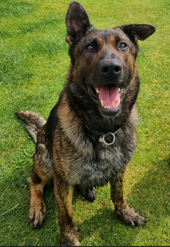 PD Moose