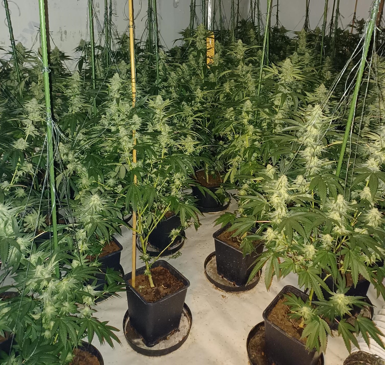 The estimated the value of the crops seized is believed to be worth up to £230,000