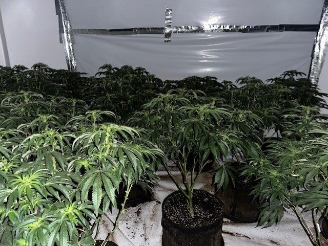 Officers from the Proactive Team have located and seized a cannabis farm in Middlesbrough with an estimated value of £40,000