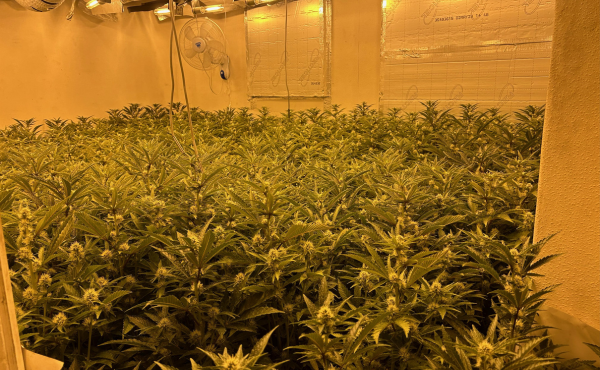 Officers from Middlesbrough’s Neighbourhood Policing Team (NPT) have seized two cannabis farms