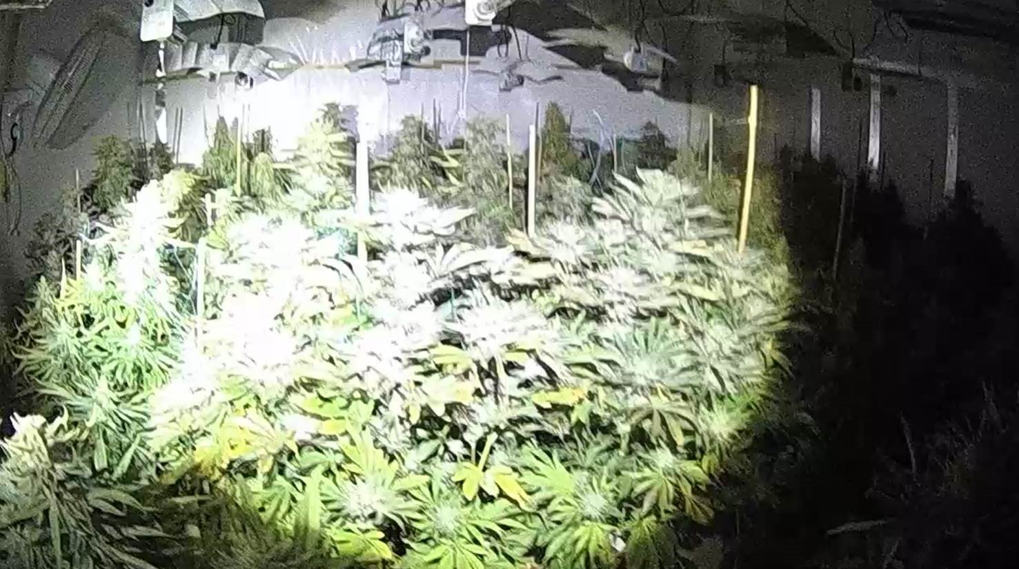 Officers seized £420,000 worth of cannabis in Stockton