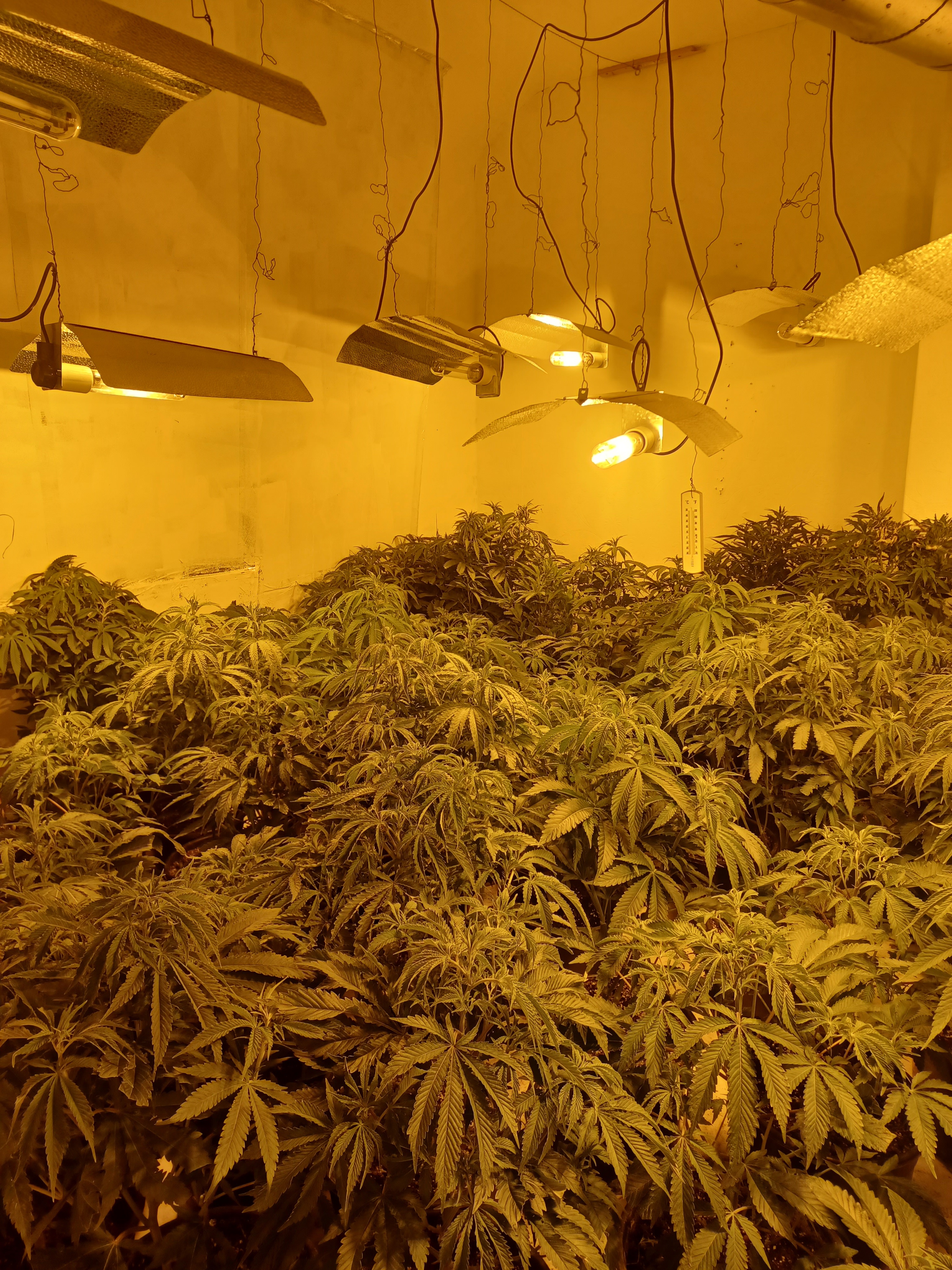 Cannabis farm Bethune Rd