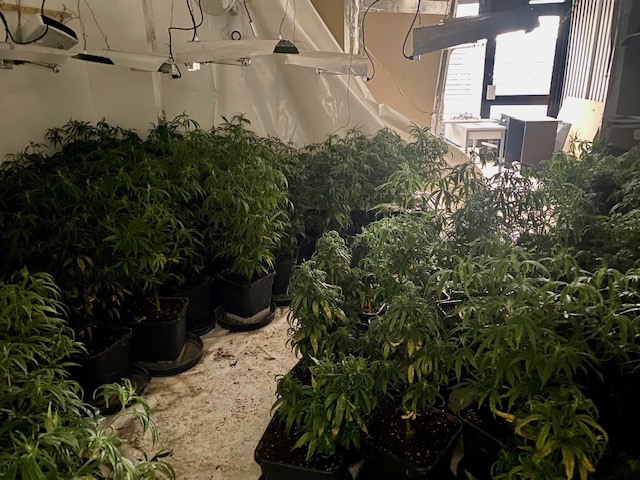 Borough Rd cannabis farm 