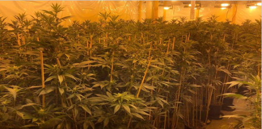 cannabis