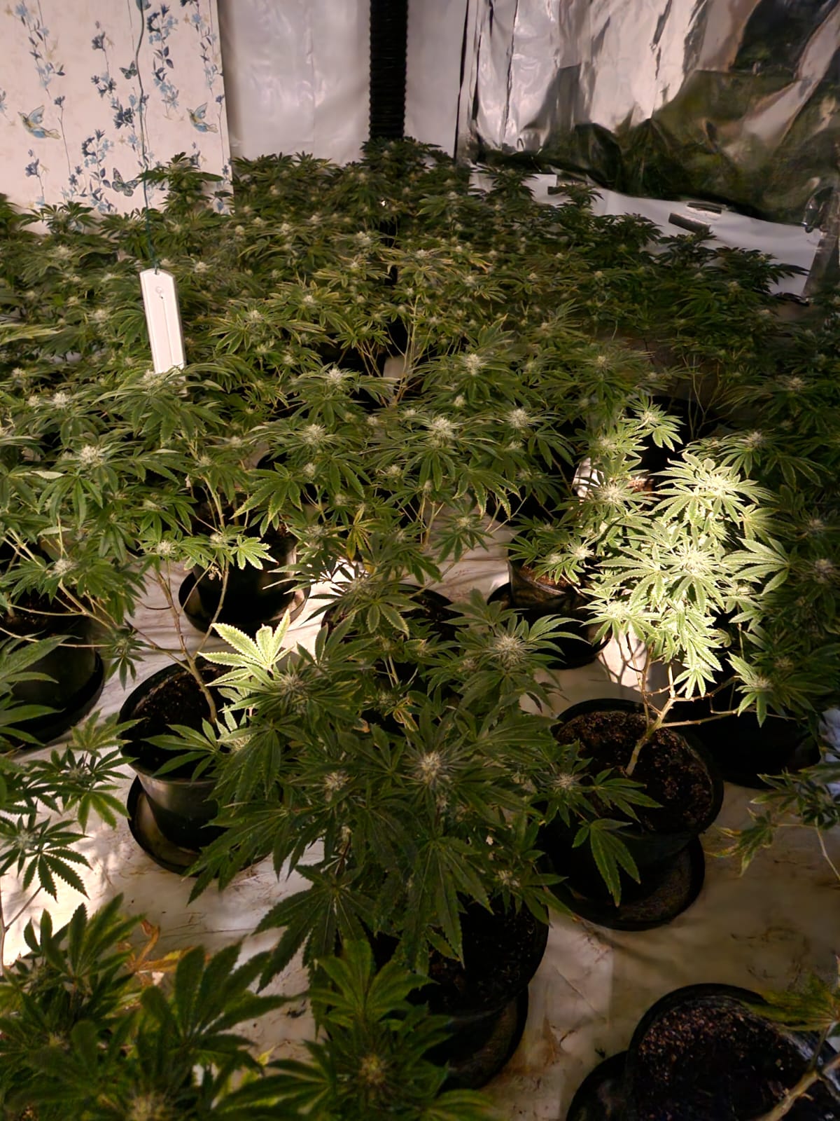 Stockton Cannabis