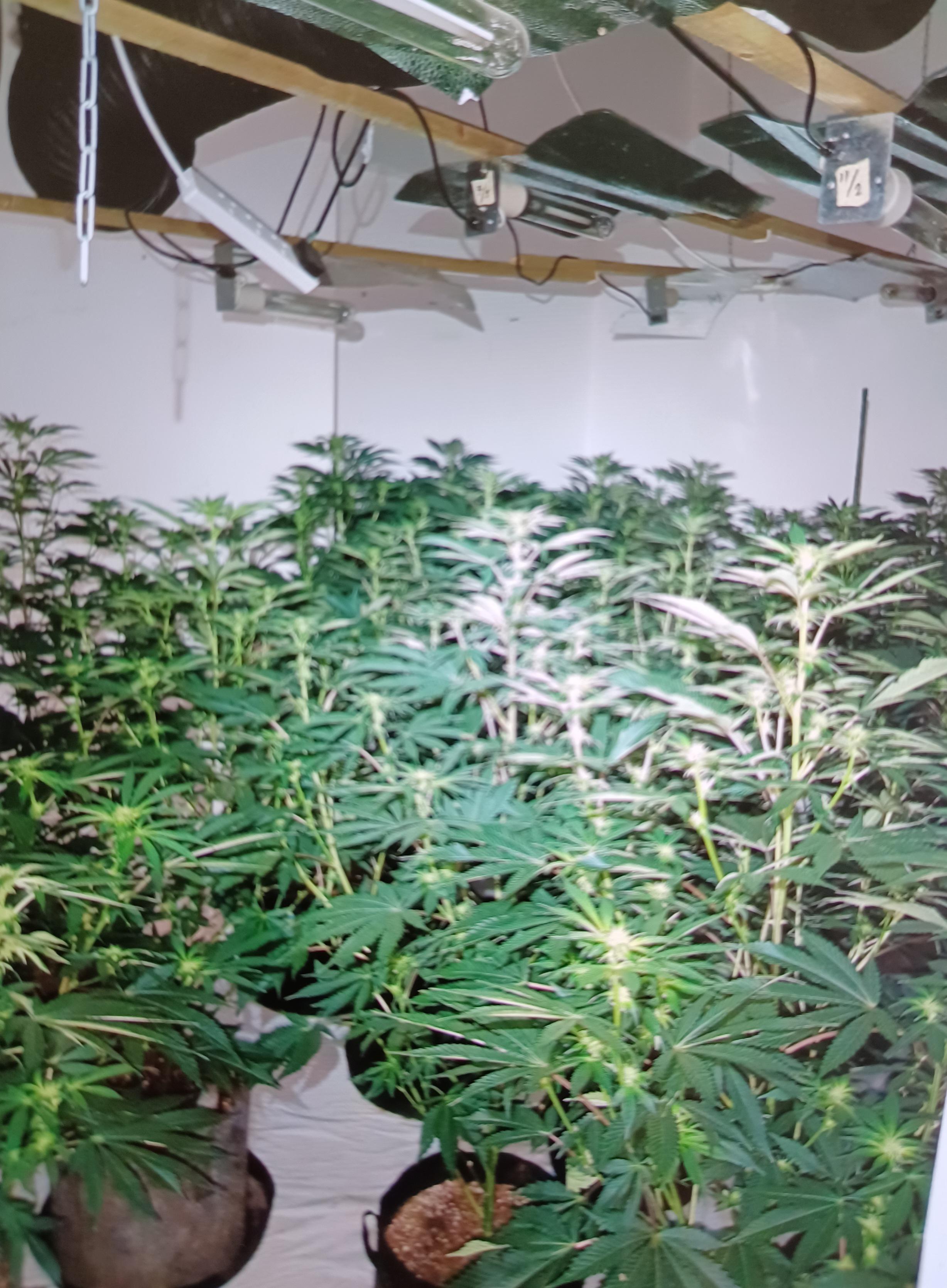 Union St cannabis