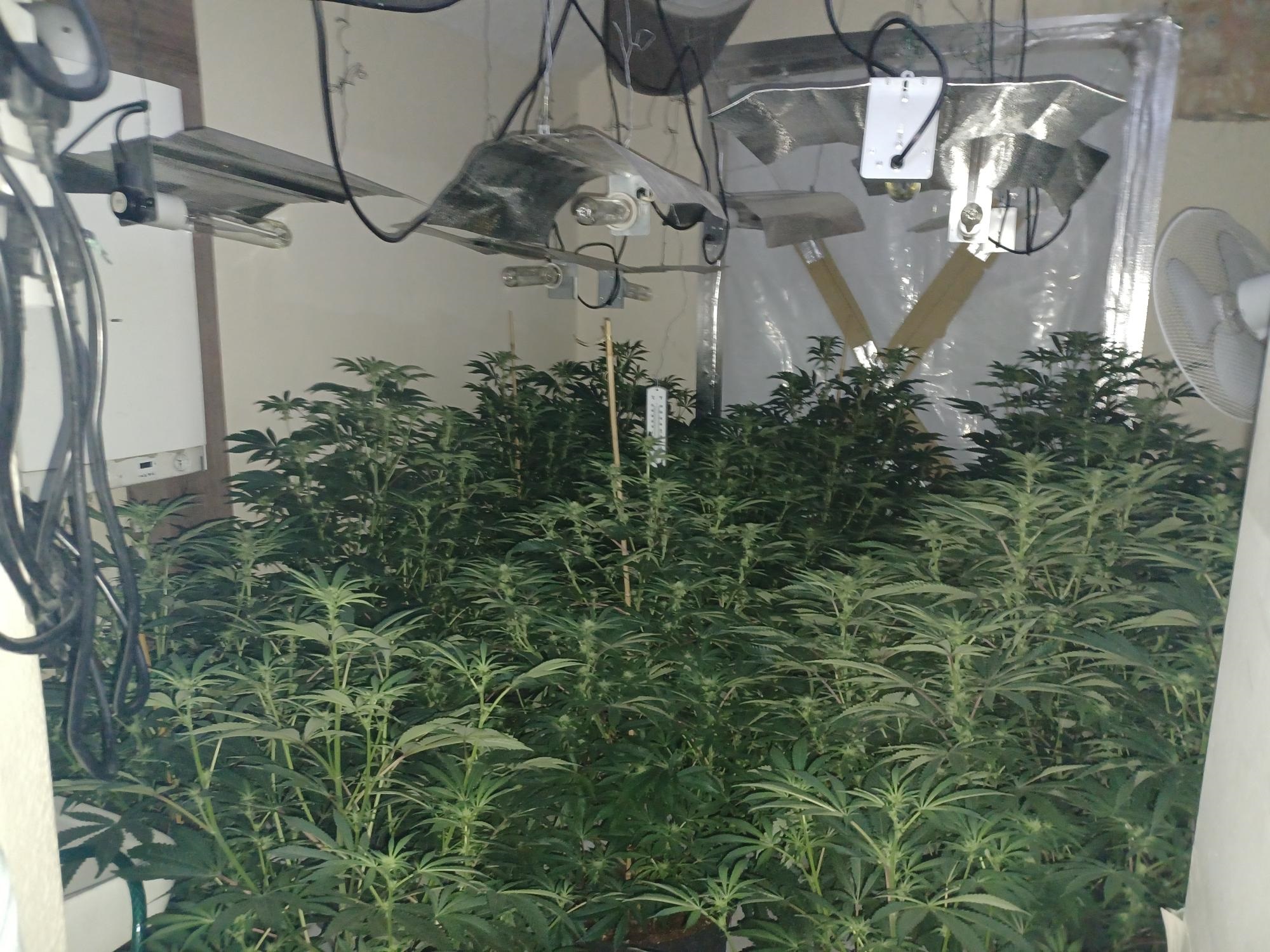 Borough Rd cannabis farm