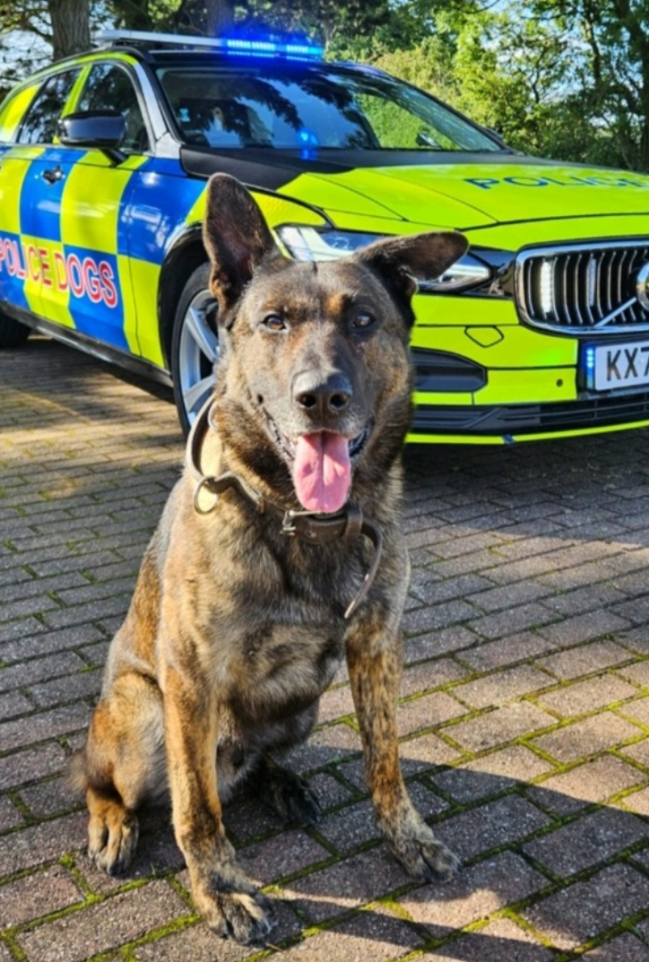 PD Moose 