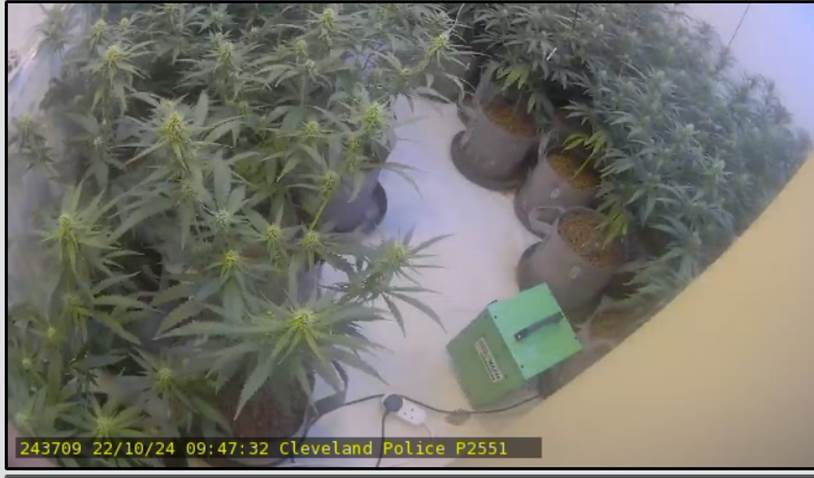 cannabis