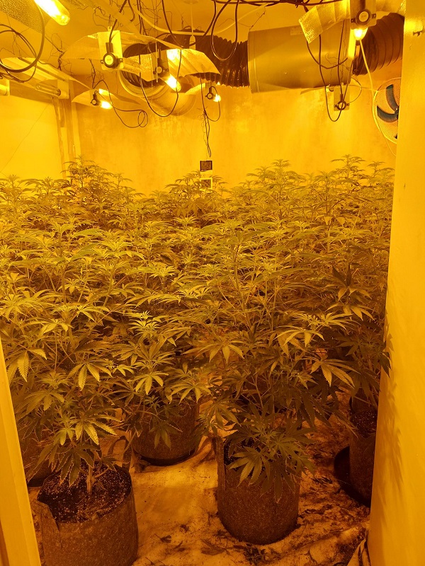 Cannabis