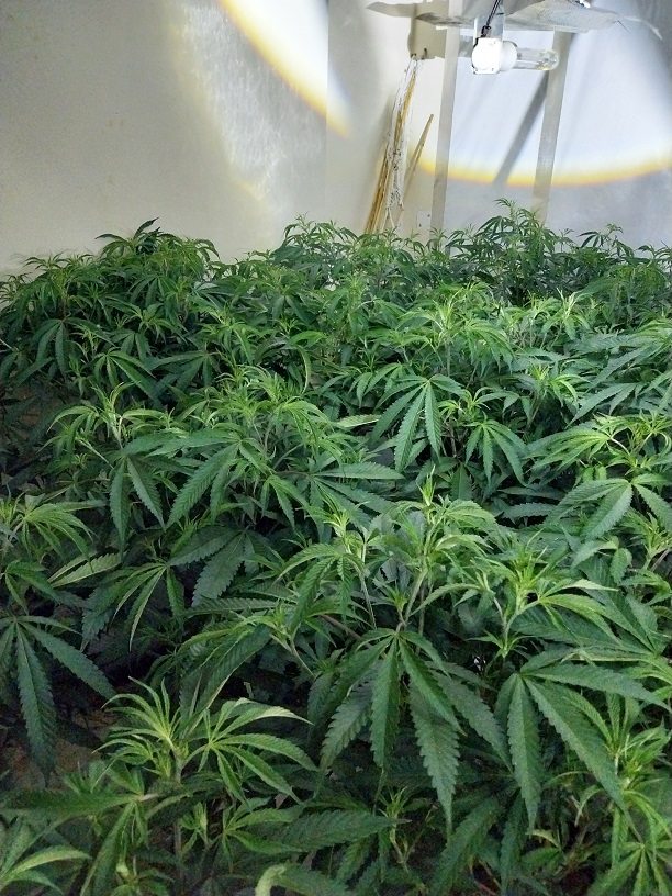 cannabis farm