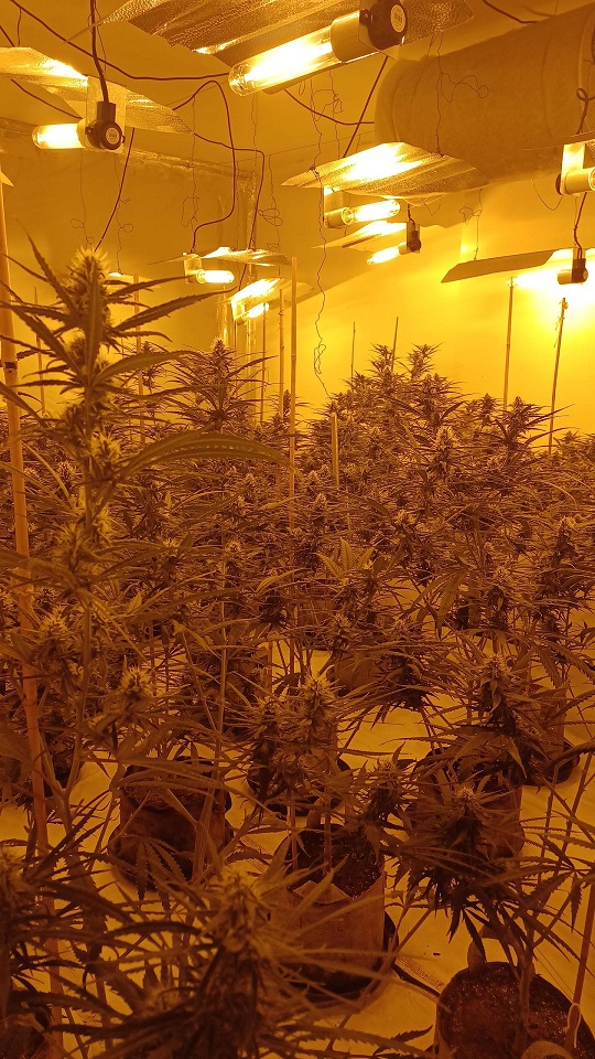 cannabis