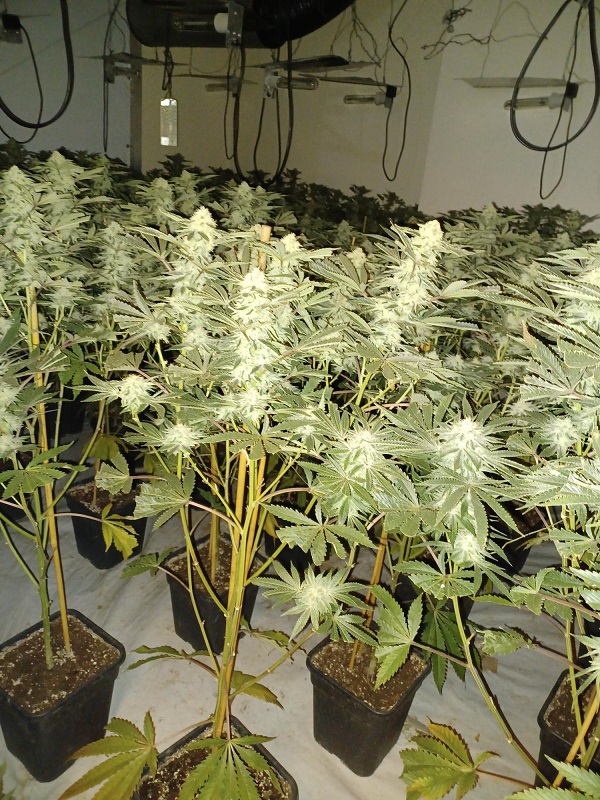 Cannabis