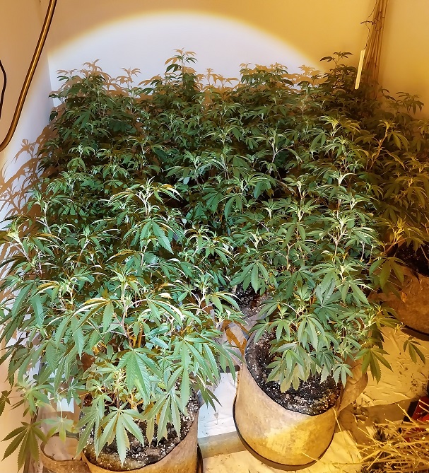 cannabis farm
