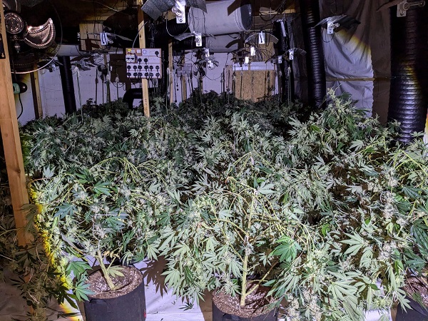 Redcar cannabis