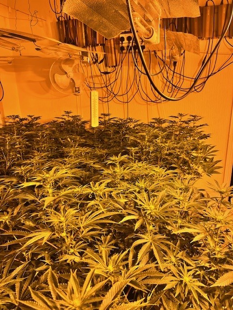 York Rd cannabis