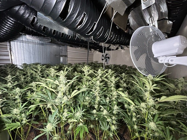 cannabis farm