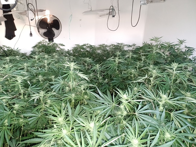 cannabis