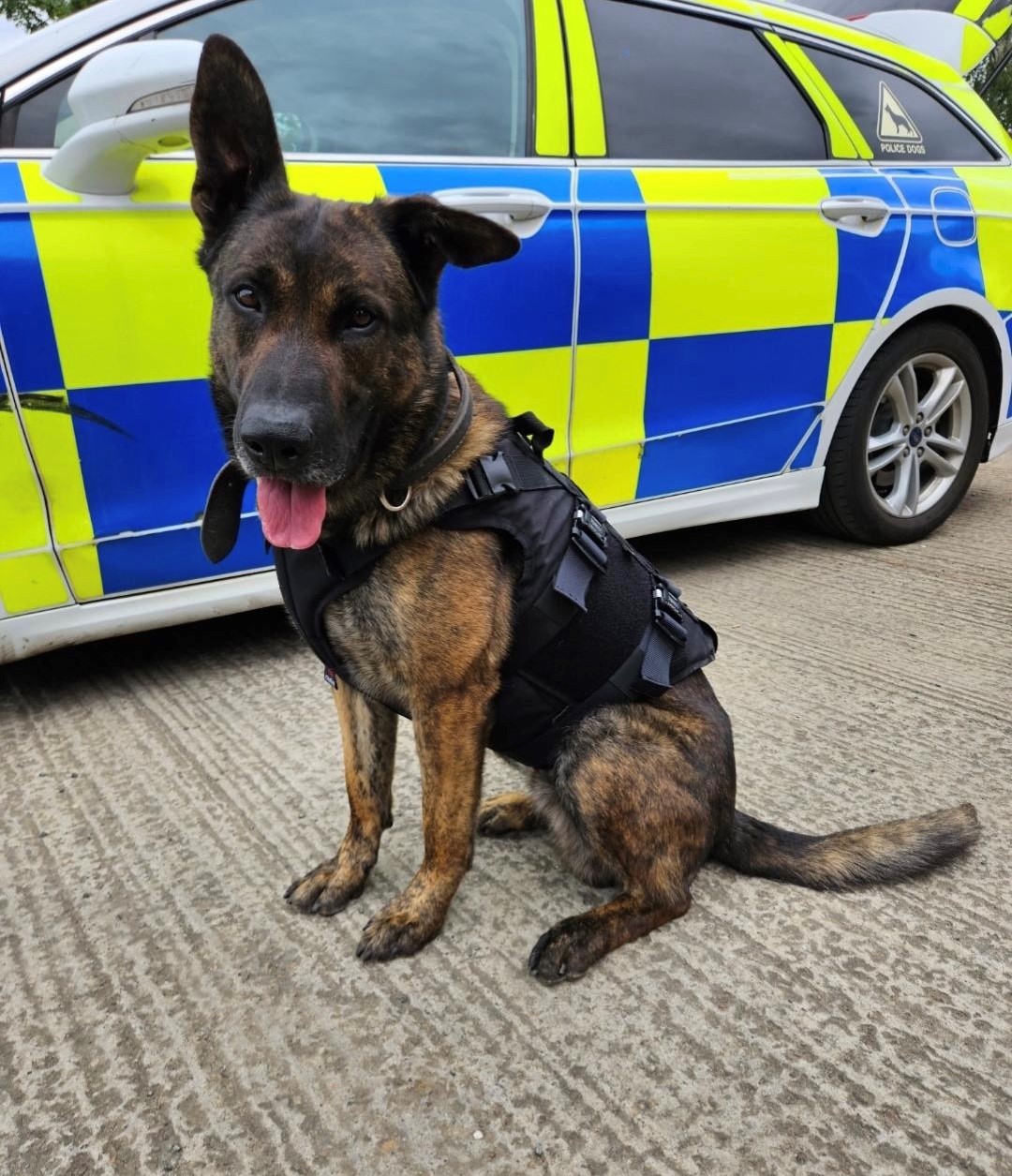 PD Moose