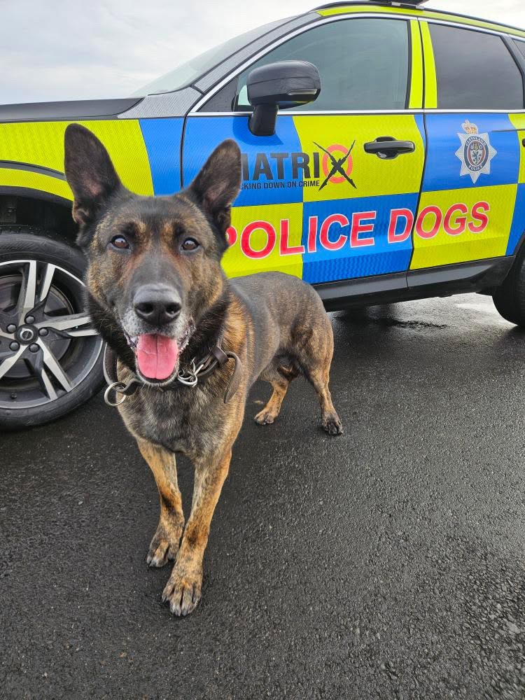 PD Moose