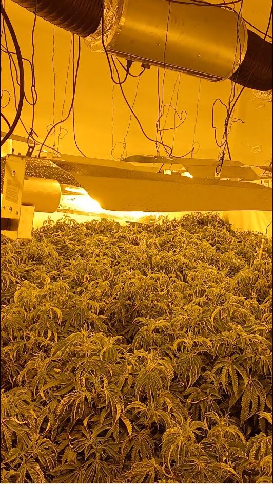 cannabis