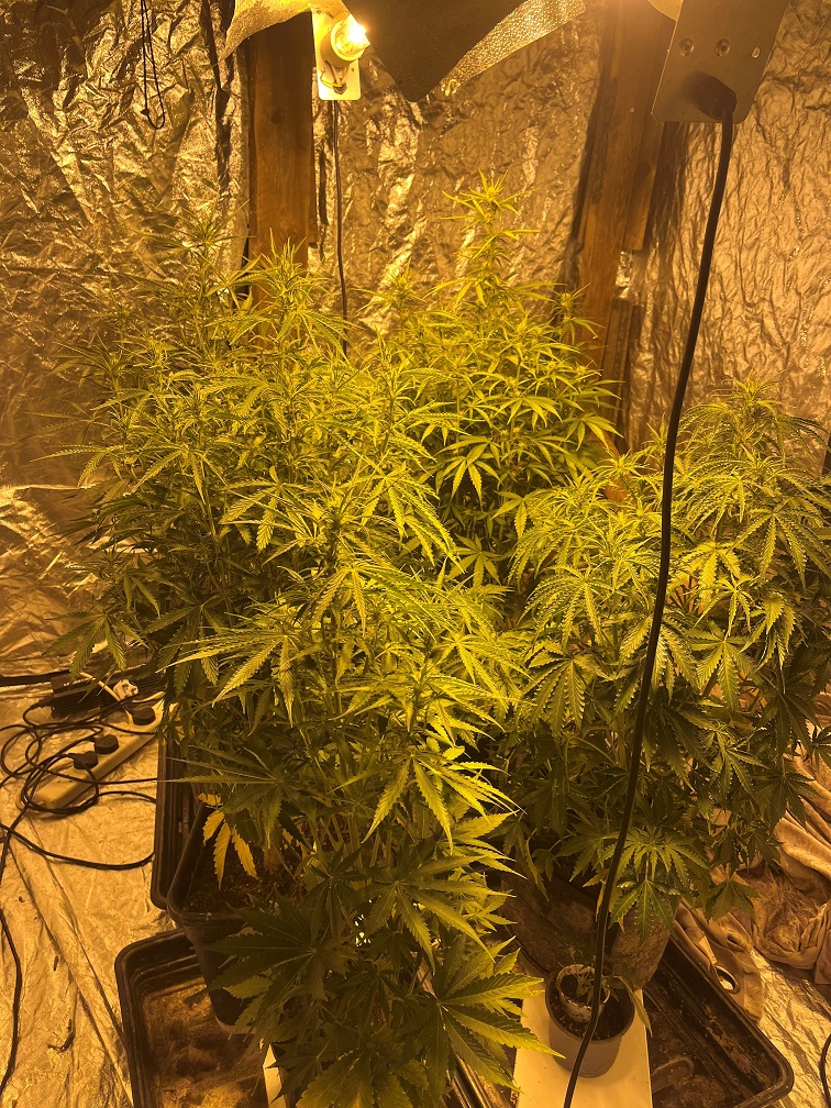 cannabis