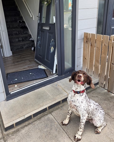 PD HARPER.jpg